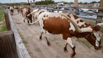 Se reporta presunto caso de devastador parásito del ganado en el sur de Texas Se reporta presunto caso de devastador parásito del ganado en el sur de Texas